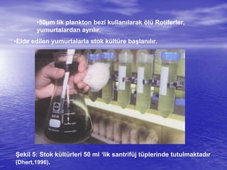 •50µm lik plankton bezi kullanılarak ölü Rotiferler,
yumurtalardan ayrılır.
•Elde edilen yumurtalarla stok kültüre başlanılır.
Şekil 5: Stok kültürleri 50 ml ‘lik santrifüj tüplerinde tutulmaktadır
(Dhert,1996).
 