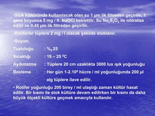 •Stok kültüründe kullanılacak olan su 1 µm lik filtreden geçirilir, 1
gece boyunca 5 mg / lt NaOCl bekletilir. Su Na2S2O3 ile nötralize
edilir ve 0,45 µm lik filtreden geçirilir.
•Rotiferler tüplere 2 mg / l olacak şekilde stoklanır.
•Suyun;
Tuzluluğu : %0 25
Sıcaklığı : 19 – 25 0C
Aydınlatma : Tüplere 20 cm uzaklıkta 3000 lux ışık yoğunluğu
Besleme : Her gün 1-2.108 hücre / ml yoğunluğunda 200 µl
alg tüplere ilave edilir.
• Rotifer yoğunluğu 200 birey / ml ulaştığı zaman kültür hasat
edilir. Bir kısmı ile stok kültüre devam edilirken bir kısmı da daha
büyük ölçekli kültüre geçmek amacıyla kullanılır.
 