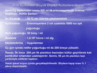 Stok KStok Küültltüürden Brden Büüyyüükk ÖÖllççekli Kekli Küültltüürlere Gerlere Geççiişş::
Santrifüj tüplerinden sonra 500 ml lik erlenmayerlerde üretime
başlanılır. Kültür Şartları:
Su Sıcaklığı : 30 0C nin üzerine çıkamamalıdır
Aydınlatma : Erlenmayerlere 2 cm uzaklıkta 5000 lux ışık
yoğunluğu
Stok yoğunluğu: 50 birey / ml
Besleme : 1,6.106 hücre / ml alg
Havalandırma : Uygulanmaz
Üç gün içinde rotifer yoğunluğu ml de 200 bireye yükselir.
Hasatı; İlk önce 200 µm lik plankton bezinden kültür geçirilerek katı
partiküller ortamdan uzaklaştırılır. Sonra, 50 µm lik plankton bezi
yardımıyla rotiferler toplanır.
Hasat işlemi suyun içinde gerçekleştirilmedir. Böylece kayıp oranı % 1
altına düşürülebilir.
 