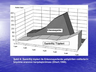 Şekil 6: Santrifüj tüpleri ile Erlenmayerlerde yetiştirilen rotiferlerin
büyüme oranının karşılaştırılması (Dhert,1996).
 