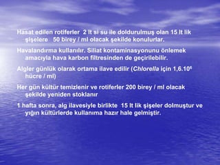 Hasat edilen rotiferler 2 lt si su ile doldurulmuş olan 15 lt lik
şişelere 50 birey / ml olacak şekilde konulurlar.
Havalandırma kullanılır. Siliat kontaminasyonunu önlemek
amacıyla hava karbon filtresinden de geçirilebilir.
Algler günlük olarak ortama ilave edilir (Chlorella için 1,6.106
hücre / ml)
Her gün kültür temizlenir ve rotiferler 200 birey / ml olacak
şekilde yeniden stoklanır
1 hafta sonra, alg ilavesiyle birlikte 15 lt lik şişeler dolmuştur ve
yığın kültürlerde kullanıma hazır hale gelmiştir.
 