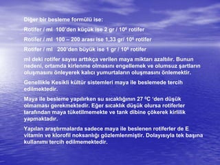 Diğer bir besleme formülü ise:
Rotifer / ml 100’den küçük ise 2 gr / 106 rotifer
Rotifer / ml 100 – 200 arası ise 1,33 gr/ 106 rotifer
Rotifer / ml 200’den büyük ise 1 gr / 106 rotifer
ml deki rotifer sayısı arttıkça verilen maya miktarı azaltılır. Bunun
nedeni, ortamda kirlenme olmasını engellemek ve olumsuz şartların
oluşmasını önleyerek kalıcı yumurtaların oluşmasını önlemektir.
Genellikle Kesikli kültür sistemleri maya ile beslemede tercih
edilmektedir.
Maya ile besleme yapılırken su sıcaklığının 27 0C ‘den düşük
olmaması gerekmektedir. Eğer sıcaklık düşük olursa rotiferler
tarafından maya tüketilmemekte ve tank dibine çökerek kirlilik
yapmaktadır.
Yapılan araştırmalarda sadece maya ile beslenen rotiferler de E
vitamin ve klorofil noksanlığı gözlemlenmiştir. Dolayısıyla tek başına
kullanımı tercih edilmemektedir.
 