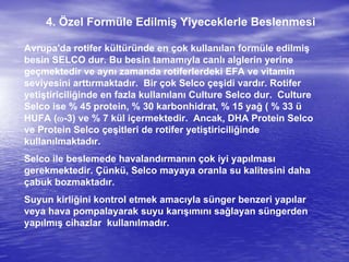 4. Özel Formüle Edilmiş Yiyeceklerle Beslenmesi
Avrupa'da rotifer kültüründe en çok kullanılan formüle edilmiş
besin SELCO dur. Bu besin tamamıyla canlı alglerin yerine
geçmektedir ve aynı zamanda rotiferlerdeki EFA ve vitamin
seviyesini arttırmaktadır. Bir çok Selco çeşidi vardır. Rotifer
yetiştiriciliğinde en fazla kullanılanı Culture Selco dur. Culture
Selco ise % 45 protein, % 30 karbonhidrat, % 15 yağ ( % 33 ü
HUFA (-3) ve % 7 kül içermektedir. Ancak, DHA Protein Selco
ve Protein Selco çeşitleri de rotifer yetiştiriciliğinde
kullanılmaktadır.
Selco ile beslemede havalandırmanın çok iyi yapılması
gerekmektedir. Çünkü, Selco mayaya oranla su kalitesini daha
çabuk bozmaktadır.
Suyun kirliğini kontrol etmek amacıyla sünger benzeri yapılar
veya hava pompalayarak suyu karışımını sağlayan süngerden
yapılmış cihazlar kullanılmadır.
 