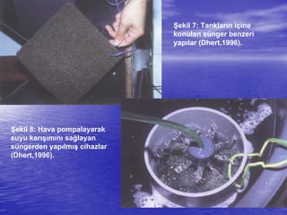Şekil 7: Tankların içine
konulan sünger benzeri
yapılar (Dhert,1996).
Şekil 8: Hava pompalayarak
suyu karışımını sağlayan
süngerden yapılmış cihazlar
(Dhert,1996).
 