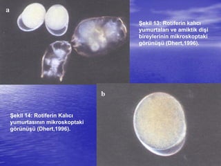 Şekil 13: Rotiferin kalıcı
yumurtaları ve amiktik dişi
bireylerinin mikroskoptaki
görünüşü (Dhert,1996).
Şekil 14: Rotiferin Kalıcı
yumurtasının mikroskoptaki
görünüşü (Dhert,1996).
 