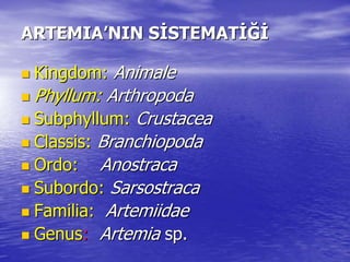 ARTEMIAARTEMIA’’NIN SNIN SİİSTEMATSTEMATİĞİİĞİ
 KingdomKingdom:: AnimaleAnimale
 PhyllumPhyllum:: ArthropodaArthropoda
 SubphyllumSubphyllum:: CrustaceaCrustacea
 ClassisClassis:: BranchiopodaBranchiopoda
 OrdoOrdo:: AnostracaAnostraca
 SubordoSubordo:: SarsostracaSarsostraca
 FamiliaFamilia:: ArtemiidaeArtemiidae
 GenusGenus:: ArtemiaArtemia spsp..
 