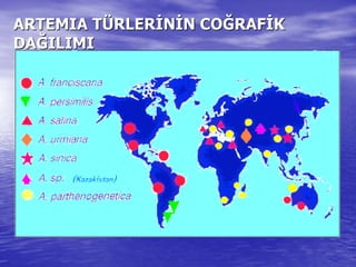 ARTEMIA TARTEMIA TÜÜRLERRLERİİNNİİN CON COĞĞRAFRAFİİKK
DADAĞĞILIMIILIMI
 