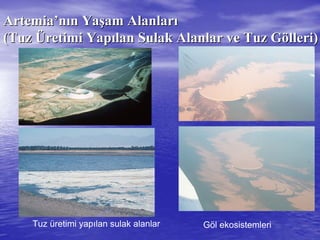 ArtemiaArtemia’’nnıınn YaYaşşam Alanlaram Alanlarıı
(Tuz(Tuz ÜÜretimi Yapretimi Yapıılan Sulak Alanlar ve Tuz Glan Sulak Alanlar ve Tuz Göölleri)lleri)
Tuz üretimi yapılan sulak alanlar Göl ekosistemleri
 