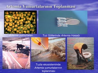 ArtemiaArtemia YumurtalarYumurtalarıınnıın Toplanmasn Toplanmasıı
Tuz Göllerinde Artemia Hasadı
Tuzla ekosisteminde
Artemia yumurtalarının
toplanması
Artemia yumurtaları
 