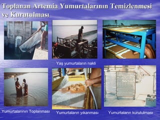 ToplananToplanan ArtemiaArtemia YumurtalarYumurtalarıınnıın Temizlenmesin Temizlenmesi
ve Kurutulmasve Kurutulmasıı
Yumurtaların yıkanmasıYumurtalarının Toplanması Yumurtaların kurutulması
Yaş yumurtaların nakli
 