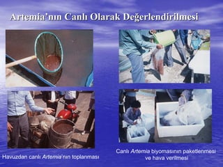ArtemiaArtemia’’nnıınn CanlCanlıı Olarak DeOlarak Değğerlendirilmesierlendirilmesi
Havuzdan canlı Artemia’nın toplanması
Canlı Artemia biyomasının paketlenmesi
ve hava verilmesi
 