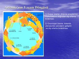 ArtemiaArtemia’’nnıınn YaYaşşam Dam Dööngngüüssüü
1) Ovipar üreme: Artemia anaçlarının
Yumurtalarını doğrudan dış ortama
bırakması.
2) Ovovivipar üreme: Artemia
uterusunda yavruların gelişimi
ve dış ortama bırakılması
 