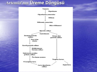 ArtemiaArtemia’’nnıınn ÜÜreme Dreme Dööngngüüssüü
 