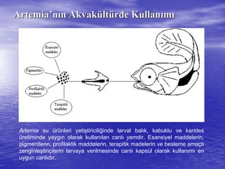 ArtemiaArtemia’’nnıınn AkvakAkvaküültltüürderde KullanKullanıımmıı
Artemia su ürünleri yetiştiriciliğinde larval balık, kabuklu ve karides
üretiminde yaygın olarak kullanılan canlı yemdir. Esansiyel maddelerin,
pigmentlerin, profilaktik maddelerin, terapitik madelerin ve besleme amaçlı
zenginleştiriçilerin larvaya verilmesinde canlı kapsül olarak kullanımı en
uygun canlıdır.
 