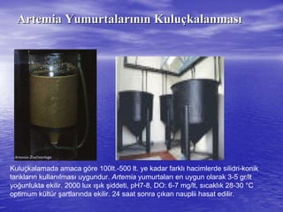 ArtemiaArtemia YumurtalarYumurtalarıınnıınn KuluKuluççkalanmaskalanmasıı
Kuluçkalamada amaca göre 100lt.-500 lt. ye kadar farklı hacimlerde silidri-konik
tankların kullanılması uygundur. Artemia yumurtaları en uygun olarak 3-5 gr/lt
yoğunlukta ekilir. 2000 lux ışık şiddeti, pH7-8, DO: 6-7 mg/lt, sıcaklık 28-30 °C
optimum kültür şartlarında ekilir. 24 saat sonra çıkan nauplii hasat edilir.
 