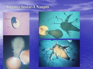 ArtemiaArtemia InstarInstar--II NaupliiNauplii
 