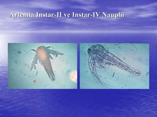ArtemiaArtemia InstarInstar--II veII ve InstarInstar--IVIV NaupliiNauplii
 