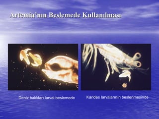 ArtemiaArtemia’’nnıınn Beslemede KullanBeslemede Kullanıılmaslmasıı
Deniz balıkları larval beslemede Karides larvalarının beslenmesinde
 
