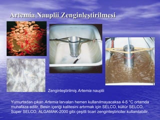 ArtemiaArtemia NaupliiNauplii ZenginleZenginleşştirilmesitirilmesi
Yumurtadan çıkan Artemia larvaları hemen kullanılmayacaksa 4-5 °C ortamda
muhafaza edilir. Besin içeriği kalitesini artırmak için SELCO, kültür SELCO,
Süper SELCO, ALGAMAK-2000 gibi çeşitli ticari zenginleştiriciler kullanılabilir.
Zenginleştirilmiş Artemia nauplii
 