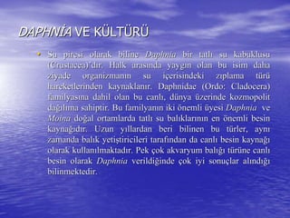 DAPHNDAPHNİİAA VE KVE KÜÜLTLTÜÜRRÜÜ
•• Su piresi olarak bilineSu piresi olarak biline DaphniaDaphnia bir tatlbir tatlıı su kabuklususu kabuklusu
((CrustaceaCrustacea))’’ddıır. Halk arasr. Halk arasıında yaygnda yaygıın olan bu isim dahan olan bu isim daha
ziyade organizmanziyade organizmanıın su in su iççerisindeki zerisindeki zııplama tplama tüürrüü
hareketlerinden kaynaklanhareketlerinden kaynaklanıır.r. DaphnidaeDaphnidae ((OrdoOrdo: Cladocera): Cladocera)
familyasfamilyasıına dahil olan bu canlna dahil olan bu canlıı, d, düünyanya üüzerinde kozmopolitzerinde kozmopolit
dadağığıllııma sahiptir. Bu familyanma sahiptir. Bu familyanıın ikin iki öönemlinemli üüyesiyesi DaphniaDaphnia veve
MoinaMoina dodoğğal ortamlarda tatlal ortamlarda tatlıı su balsu balııklarklarıınnıın enn en öönemli besinnemli besin
kaynakaynağığıddıır. Uzun yr. Uzun yııllardan beri bilinen bu tllardan beri bilinen bu tüürler, aynrler, aynıı
zamanda balzamanda balıık yetik yetişştiricileri taraftiricileri tarafıından da canlndan da canlıı besin kaynabesin kaynağığı
olarak kullanolarak kullanıılmaktadlmaktadıır. Pekr. Pek ççok akvaryum balok akvaryum balığıığı ttüürrüüne canlne canlıı
besin olarakbesin olarak DaphniaDaphnia verildiverildiğğindeinde ççok iyi sonuok iyi sonuççlar allar alıındndığıığı
bilinmektedir.bilinmektedir.
 