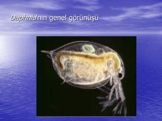 DaphniaDaphnia’’nnıınn genel ggenel göörrüünnüüşşüü
 