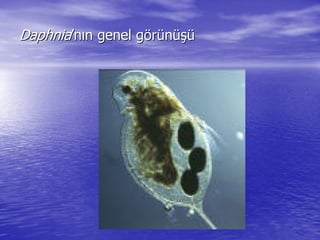 DaphniaDaphnia’’nnıınn genel ggenel göörrüünnüüşşüü
 