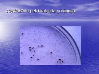 DaphniaDaphnia’’nnıınn petripetri kabkabıında gnda göörrüünnüüşşüü
 