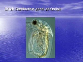 ErkekErkek DaphniaDaphnia’’nnıınn genel ggenel göörrüünnüüşşüü
 
