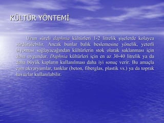 KKÜÜLTLTÜÜR YR YÖÖNTEMNTEMİİ
Uzun sUzun süürelireli daphniadaphnia kküültltüürleri 1rleri 1--2 litrelik2 litrelik şşiişşelerde kolaycaelerde kolayca
ssüürdrdüürrüülebilir. Ancak bunlar ballebilir. Ancak bunlar balıık beslemesine yk beslemesine yöönelik, yeterlinelik, yeterli
biyomasbiyomasıı sasağğlayacalayacağığından kndan küültltüürlerin stok olarak saklanmasrlerin stok olarak saklanmasıı iiççinin
daha uygundur.daha uygundur. DaphniaDaphnia kküültltüürleri irleri iççin en az 30in en az 30--40 litrelik ya da40 litrelik ya da
daha bdaha büüyyüük kaplark kaplarıın kullann kullanıılmaslmasıı daha iyi sonudaha iyi sonuçç verir. Bu amaverir. Bu amaççlala
cam akvaryumlar, tanklar (beton, fiberglas, plastik vs.) ya da tcam akvaryumlar, tanklar (beton, fiberglas, plastik vs.) ya da toprakoprak
havuzlar kullanhavuzlar kullanıılabilir.labilir.
 