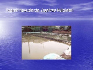 Toprak havuzlardaToprak havuzlarda DaphniaDaphnia KKüültltüürlerirleri
 