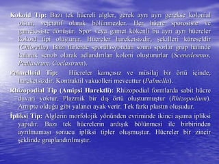KokoidKokoid Tip:Tip: BazBazıı tek htek hüücreli algler, gerek ayrcreli algler, gerek ayrıı ayrayrıı gereksegerekse kolonialkolonial
olsun,olsun, vejetatifvejetatif olarak bolarak bööllüünmezler. Her hnmezler. Her hüücrecre sporosistesporosiste veve
gametosistegametosiste ddöönnüüşşüür. Spor veya gamet kr. Spor veya gamet köökenli bu ayrkenli bu ayrıı ayrayrıı hhüücrelercreler
kokoidkokoid tipi olutipi oluşşturur. Hturur. Hüücreler hareketsizdir,creler hareketsizdir, şşekilleri kekilleri küüreseldirreseldir
((ChlorellaChlorella). Baz). Bazıı ttüürlerderlerde sporsporüülasyondanlasyondan sonra sporlar grup halindesonra sporlar grup halinde
kalarakkalarak senobsenob olarak adlandolarak adlandıırrıılan koloni olulan koloni oluşştururlar (tururlar (Scenedesmus,Scenedesmus,
Pediastrum, CoelastrumPediastrum, Coelastrum).).
PalmelloidPalmelloid Tip:Tip: HHüücreler kamcreler kamççııssıız vez ve mmüüsilajsilaj birbir öörtrtüü iiççinde,inde,
hareketsizdir.hareketsizdir. KontraktilKontraktil vakuolleri mevcuttur (vakuolleri mevcuttur (PalmellaPalmella).).
Rhizopodial Tip (AmipsiRhizopodial Tip (Amipsi HarektliHarektli):): Rhizopodial formlarda sabit hRhizopodial formlarda sabit hüücrecre
duvarduvarıı yoktur.yoktur. PlazmikPlazmik bir dbir dışış öörtrtüü oluoluşşturmuturmuşştur (tur (RhizopodiumRhizopodium).).
Amipte olduAmipte olduğğu gibi yalancu gibi yalancıı ayak verir. Tek farkayak verir. Tek farkıı plastplastıınn oluoluşşudur.udur.
İİpliksi Tip:pliksi Tip: Alglerin morfolojik yAlglerin morfolojik yöönnüünden evriminde ikinci anden evriminde ikinci aşşama ipliksiama ipliksi
yapyapııddıır. Bazr. Bazıı tek htek hüücrelerin ardcrelerin ardışıışık bk bööllüünmesi ile birbirindennmesi ile birbirinden
ayrayrıılmamaslmamasıı sonucu ipliksi tipler olusonucu ipliksi tipler oluşşmumuşştur. Htur. Hüücreler bir zincircreler bir zincir
şşeklinde gruplandeklinde gruplandıırrıılmlmışışttıır.r.
 