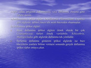 AlglerAlgler tallustallus ipliipliğğinin dallanmaminin dallanmamışış veya dallanmveya dallanmışış oluoluşşuna guna göörere
tiplere ayrtiplere ayrııllıır.r.
a)Dallanmama)Dallanmamışış ipliksi algler:ipliksi algler: Oscillatoria, Phormidium, LygnbyaOscillatoria, Phormidium, Lygnbya
gibi alglerde, ipliksi zincir tek sgibi alglerde, ipliksi zincir tek sııralralıı hhüücreden olucreden oluşşmumuşştur.tur.
b) Dallanmb) Dallanmışış ipliksi algler:ipliksi algler:
1.1. Basit dallanmBasit dallanmışış ipliksi alglereipliksi alglere öörnek olarak birrnek olarak bir ççokok
CyanophyceaeCyanophyceae ttüürlerirleri öörnek verilebilir.rnek verilebilir. Schizothrix,Schizothrix,
MastigocladusMastigocladus gibi alglerde dallanma tek ygibi alglerde dallanma tek yöönlnlüüddüür.r.
2.2. İİlerlemilerlemişş dallanma gdallanma göösteren ipliksi alglerde ise bazsteren ipliksi alglerde ise bazıı
hhüücrelerin yanlara bcrelerin yanlara böölme vermesi sonunda gerlme vermesi sonunda gerççek dallanmek dallanmışış
ipliksi tipler ortayaipliksi tipler ortaya ççııkar.kar.
 