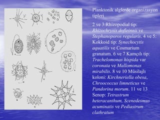 Planktonik alglerde organizasyon
tipleri
2 ve 3:Rhizopodial tip:
Rhizochrysis dofleinnii ve
Stephanoporos regularis. 4 ve 5:
Kokkoid tip: Synechocytis
aquatilis ve Cosmarium
granatum. 6 ve 7 Kamçılı tip:
Trachelomonas hispida var
coronata ve Mallomonas
mirabilis. 8 ve 10 Müsilajlı
koloni: Kirchneriella obesa,
Chroococcus limneticus ve
Pandorina morum. 11 ve 13
Senop: Tetrastrum
heteracanthum, Scenedesmus
acuminatis ve Pediastrum
clathratum
 
