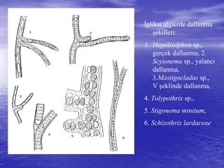 İpliksi alglerde dallanma
şekilleri:
1. Hapalosiphon sp.,
gerçek dallanma, 2.
Scytonema sp., yalancı
dallanma,
3.Mastigocladus sp.,
V şeklinde dallanma,
4. Tolypothrix sp.,
5. Stigonema minitum,
6. Schizothrix lardaceae
 