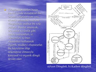  Fitoplankton tFitoplankton tüürleri besinrleri besin
zinciri izinciri iççinde oynadinde oynadııklarklarıı bubu
öönemli rollerinin yannemli rollerinin yanıı ssııra,ra,
akuatik ortamdaki nutrientakuatik ortamdaki nutrient
ddööngngüüssüünde anahtar bir rolende anahtar bir role
sahiptir. Bunlar amonyak,sahiptir. Bunlar amonyak,
üüre, nitrat ve fosfat gibire, nitrat ve fosfat gibi
makro nutrientleri, izmakro nutrientleri, iz
elementleri ve bazelementleri ve bazıı
vitaminleri kullanarakvitaminleri kullanarak
organik maddeyi oluorganik maddeyi oluşştururlar.tururlar.
Bu hBu hüücrelerincrelerin ööllüüpp
dekomposedekompose olmasolmasııylayla
kimyasal ve organik dkimyasal ve organik dööngngüü
devam eder.devam eder.
a)Azot Döngüsü, b) Karbon döngüsü
 