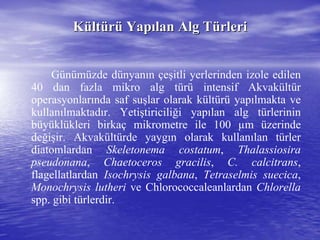 KKüültltüürrüü YapYapıılan Alg Tlan Alg Tüürlerirleri
Günümüzde dünyanın çeşitli yerlerinden izole edilen
40 dan fazla mikro alg türü intensif Akvakültür
operasyonlarında saf suşlar olarak kültürü yapılmakta ve
kullanılmaktadır. Yetiştiriciliği yapılan alg türlerinin
büyüklükleri birkaç mikrometre ile 100 µm üzerinde
değişir. Akvakültürde yaygın olarak kullanılan türler
diatomlardan Skeletonema costatum, Thalassiosira
pseudonana, Chaetoceros gracilis, C. calcitrans,
flagellatlardan Isochrysis galbana, Tetraselmis suecica,
Monochrysis lutheri ve Chlorococcaleanlardan Chlorella
spp. gibi türlerdir.
 