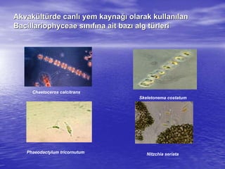 AkvakAkvaküültltüürderde canlcanlıı yem kaynayem kaynağığı olarak kullanolarak kullanıılanlan
BacillariophyceaeBacillariophyceae ssıınnııffıına ait bazna ait bazıı alg talg tüürlerirleri
Chaetoceros calcitrans
Skeletonema costatum
Phaeodactylum tricornutum Nitzchia seriata
 
