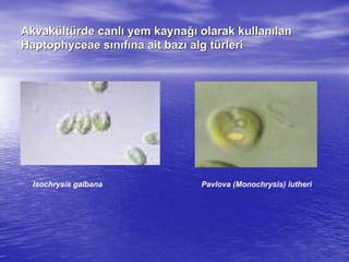 AkvakAkvaküültltüürderde canlcanlıı yem kaynayem kaynağığı olarak kullanolarak kullanıılanlan
HaptophyceaeHaptophyceae ssıınnııffıına ait bazna ait bazıı alg talg tüürlerirleri
Isochrysis galbana Pavlova (Monochrysis) lutheri
 