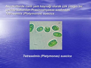 AkvakAkvaküültltüürderde canlcanlıı yem kaynayem kaynağığı olarakolarak ççok yaygok yaygıın birn bir
şşekilde kullanekilde kullanıılanlan PrasinophyceaePrasinophyceae ssıınnııffıındanndan
TetraselmisTetraselmis ((PlatymonasPlatymonas)) suecicasuecica
Tetraselmis (Platymonas) suecica
 