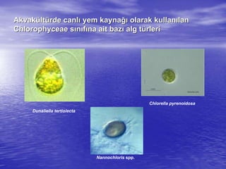 AkvakAkvaküültltüürderde canlcanlıı yem kaynayem kaynağığı olarak kullanolarak kullanıılanlan
Chlorophyceae sChlorophyceae sıınnııffıına ait bazna ait bazıı alg talg tüürlerirleri
Dunaliella tertiolecta
Chlorella pyrenoidosa
Nannochloris spp.
 