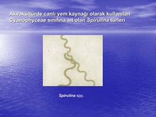 AkvakAkvaküültltüürderde canlcanlıı yem kaynayem kaynağığı olarak kullanolarak kullanıılanlan
CyanophyceaeCyanophyceae ssıınnııffıına ait olanna ait olan SpirulinaSpirulina ttüürlerirleri
Spirulina spp.
 