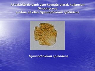 AkvakAkvaküültltüürderde canlcanlıı yem kaynayem kaynağığı olarak kullanolarak kullanıılanlan
DinophyceaeDinophyceae
ssıınnııffıına ait olanna ait olan GymnodinidumGymnodinidum splendenssplendens
Gymnodinidum splendens
 