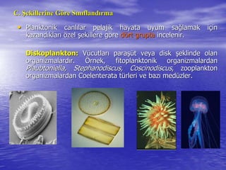 C.C. ŞŞekillerine Gekillerine Gööre Sre Sıınnııflandflandıırmarma
•• Planktonik canlPlanktonik canlıılar pelajik hayata uyum salar pelajik hayata uyum sağğlamak ilamak iççinin
kazandkazandııklarklarıı öözelzel şşekillere gekillere göörere ddöört gruptart grupta incelenir.incelenir.
DiskoplanktonDiskoplankton:: VVüücutlarcutlarıı paraparaşşüüt veya diskt veya disk şşeklinde olaneklinde olan
organizmalardorganizmalardıır.r. ÖÖrnek, fitoplanktonik organizmalardanrnek, fitoplanktonik organizmalardan
Plaubtoniella, Stephanodiscus, CoscinodiscusPlaubtoniella, Stephanodiscus, Coscinodiscus, zooplankton, zooplankton
organizmalardan Coelenterata torganizmalardan Coelenterata tüürleri ve bazrleri ve bazıı medmedüüzler.zler.
 