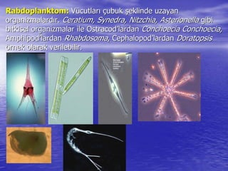 RabdoplanktomRabdoplanktom:: VVüücutlarcutlarıı ççubukubuk şşeklinde uzayaneklinde uzayan
organizmalardorganizmalardıır.r. CeratiumCeratium,, SynedraSynedra,, NitzchiaNitzchia,, AsterionellaAsterionella gibigibi
bitkisel organizmalar ilebitkisel organizmalar ile OstracodOstracod’’lardanlardan ConchoeciaConchoecia ConchoeciaConchoecia,,
AmphipodAmphipod’’lardanlardan RhabdosomaRhabdosoma,, CephalopodCephalopod’’lardanlardan DoratopsisDoratopsis
öörnek olarak verilebilir.rnek olarak verilebilir.
 