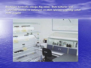 SSııcaklcaklığıığın kontrolln kontrollüü olduolduğğu Alg odasu Alg odasıı: Stok k: Stok küültltüürler testrler test
ttüüplerinde (solda) ve izolasyon ve ekim iplerinde (solda) ve izolasyon ve ekim işşlerinin yaplerinin yapııldldığıığı ççekereker
ocak (saocak (sağğda)da)
 