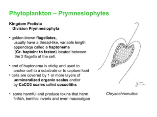 Plankton.Lecture.1