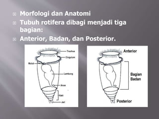  Morfologi dan Anatomi
 Tubuh rotifera dibagi menjadi tiga
bagian:
 Anterior, Badan, dan Posterior.
 