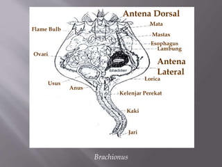 Antena Dorsal
Mata
Mastax
Esophagus
Lambung
Antena
Lateral
Lorica
Kelenjar Perekat
Kaki
Jari
Anus
Usus
Ovari
Flame Bulb
Brachionus
 