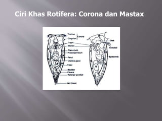 Ciri Khas Rotifera: Corona dan Mastax
 