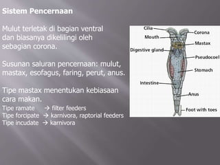 Sistem Pencernaan
Mulut terletak di bagian ventral
dan biasanya dikelilingi oleh
sebagian corona.
Susunan saluran pencernaan: mulut,
mastax, esofagus, faring, perut, anus.
Tipe mastax menentukan kebiasaan
cara makan.
Tipe ramate  filter feeders
Tipe forcipate  karnivora, raptorial feeders
Tipe incudate  karnivora
 